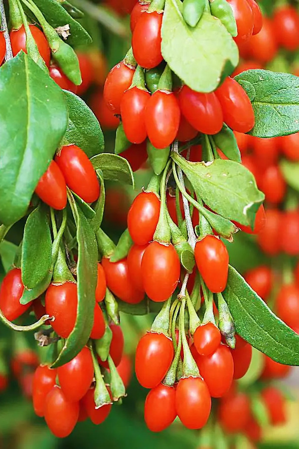 Годжі Біг Беррі, Lucium barbarum Big Berry купити, ціна, купити